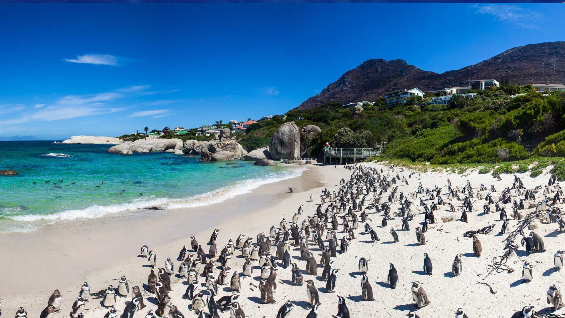 boulders-beach-cape-town-south-africa